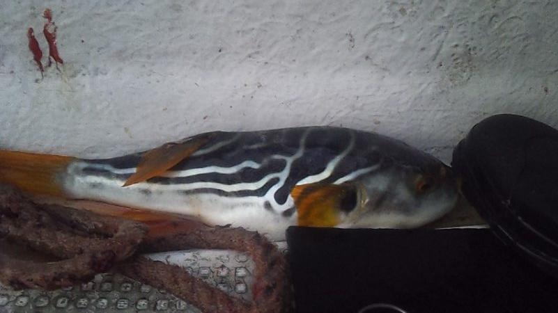 ハマチばっかり