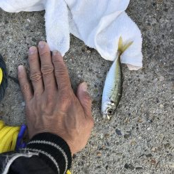 アジ釣り！太刀魚さんはどこ。
