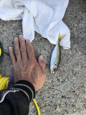 アジ釣り！太刀魚さんはどこ。