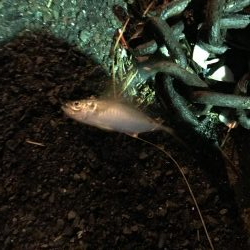 二夜連続アジング