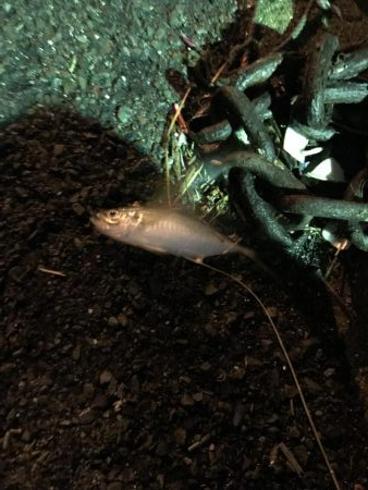 二夜連続アジング