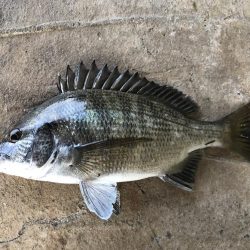 メバルミノーでヒラメGET