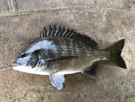 メバルミノーでヒラメGET