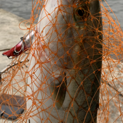 シーバス狙いでまさかの外道ハマチ！！