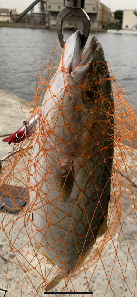 シーバス狙いでまさかの外道ハマチ！！