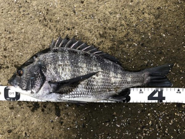 イチノ兄弟、釣果！