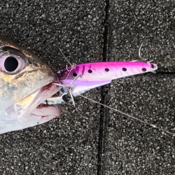 ジグで釣れたが。