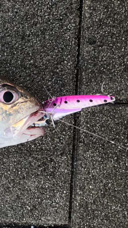 ジグで釣れたが。