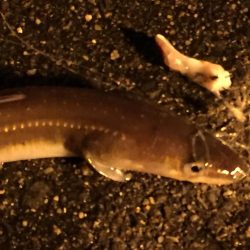 タチウオ不発も