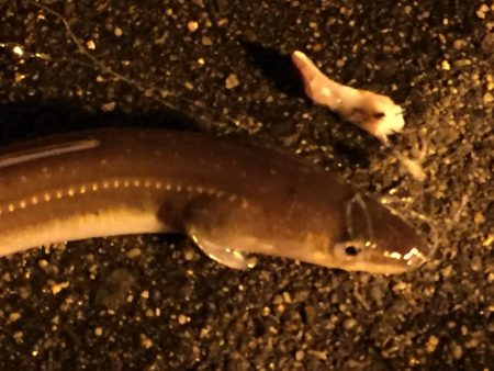 タチウオ不発も