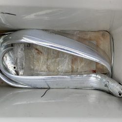 太刀魚！そして良型