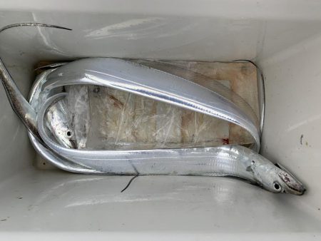 太刀魚！そして良型