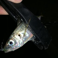 アーバンサイドアジング