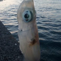 アジング&エギング by朝まずめ