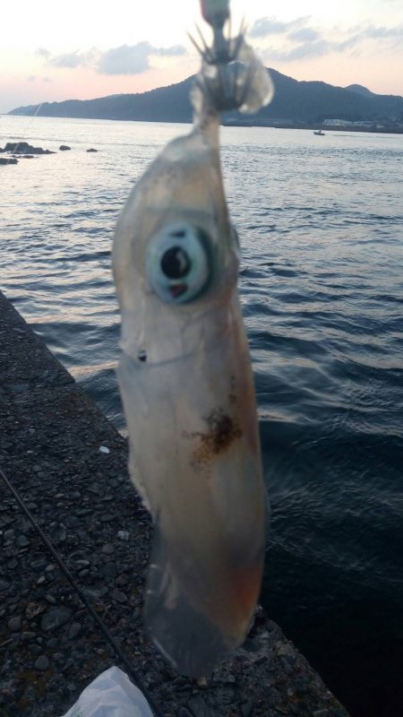 アジング&エギング by朝まずめ