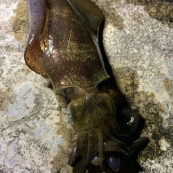 アオリイカ数釣り