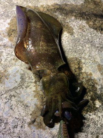 アオリイカ数釣り