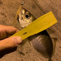 美味しい魚が！？