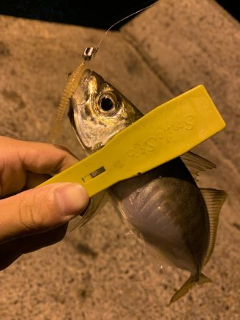 美味しい魚が！？