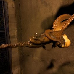 エギングでイカとタコ