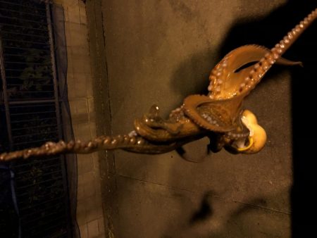 エギングでイカとタコ