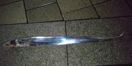 なんとか来たよ