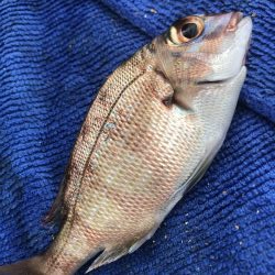 カワハギの肝和えが食べたくて