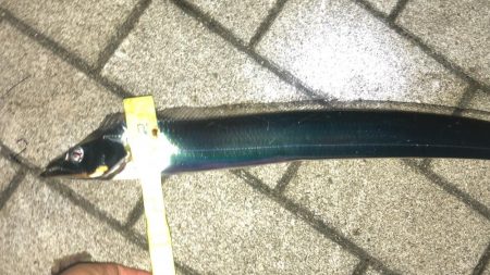 無風のシーサイドコスモ