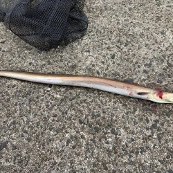 タチウオよ 何処へ?