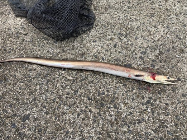 タチウオよ 何処へ?