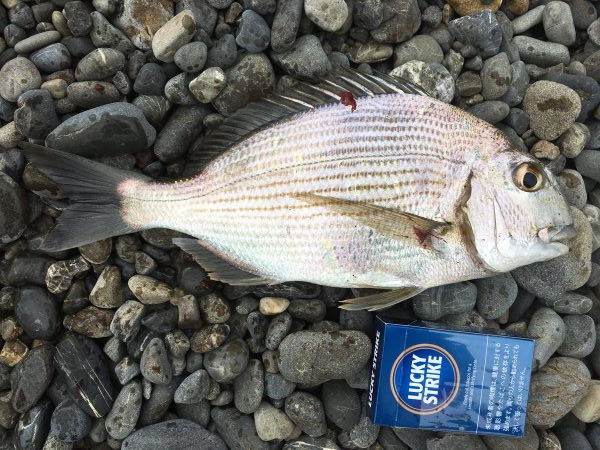 久しぶりのサーフ