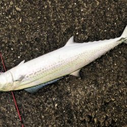 釣り大会に向けて