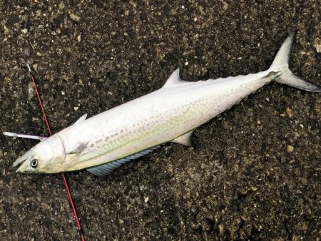 釣り大会に向けて