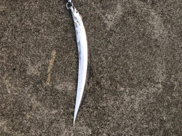 ツバスかなり減ってます