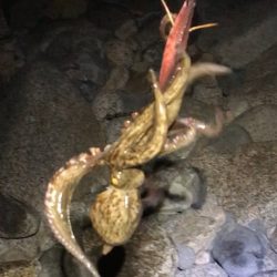 秋イカシーズンインです！！