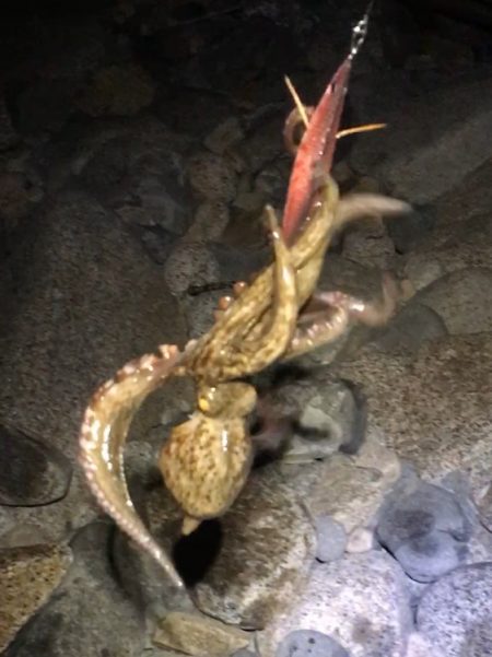 秋イカシーズンインです！！