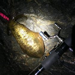 エギングのついでに青物