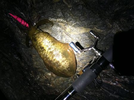 エギングのついでに青物