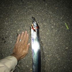 10月29日太刀魚、久しぶりの、２ケタ