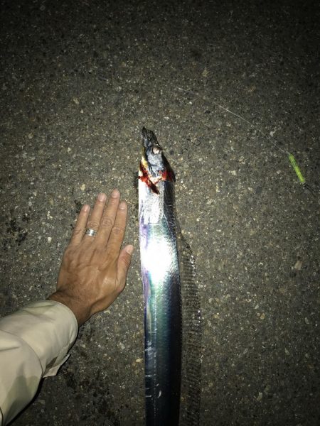 10月29日太刀魚、久しぶりの、２ケタ