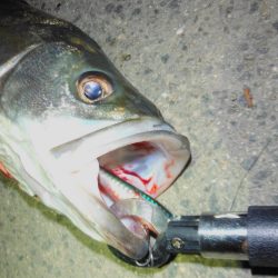 秋のハイシーズン調査