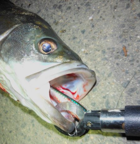 秋のハイシーズン調査