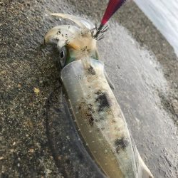 初、蒲入でエギング