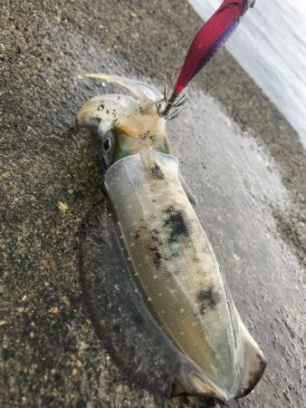 初、蒲入でエギング