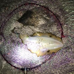 秋アオリイカ!!ウキ釣りでの釣果f^_^;