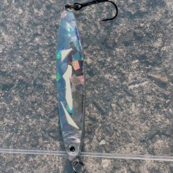 ジグに好反応なタッチー