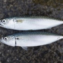 ちゃっちいのがたくさん