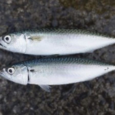 ちゃっちいのがたくさん