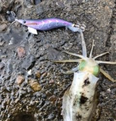 チビイカばっかり