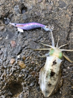 チビイカばっかり